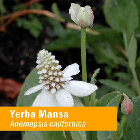 Herb Pharm Yerba Mansa Root Extract - 1 Ounce