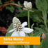 Herb Pharm Yerba Mansa Root Extract - 1 Ounce