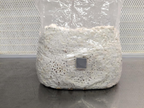 SGM LABS 3 lbs Spawn-Tek Mushroom Milo/Sorghum Grain Bag
