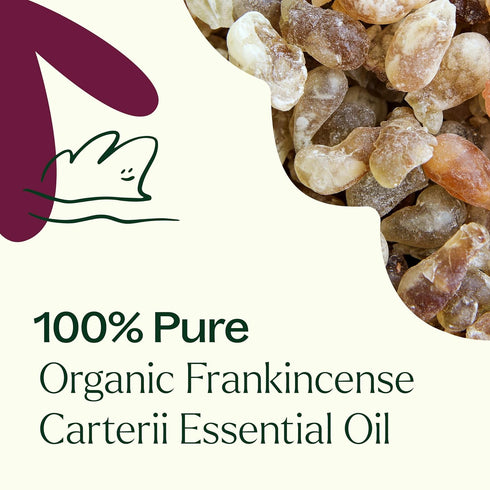 Plant Therapy Organic Frankincense Carterii Essential Oil, 100% Pure, 10 mL, USDA Certified Organic