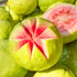 Petal Fresh Guava Nectar Body Butter, Organic Coconut Oil, Argan Oil, Shea Butter, 8 oz, Vegan