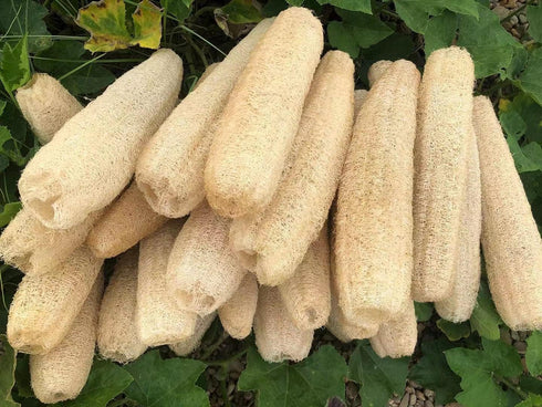 Natural Loofah Sponges, 4 PCS Organic Luffa Bath Shower Sponge, Exfoliating Body Back Scrubber for Daily Care