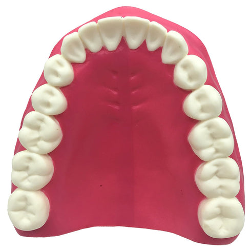 Dental Teeth Care Model with Toothbrush, 32 Teeth, Kouber Human Anatomical Model, 4"x 5"x 7"