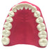 Dental Teeth Care Model with Toothbrush, 32 Teeth, Kouber Human Anatomical Model, 4"x 5"x 7"