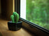 Tri Cactus, Non-Electric Ceramic Diffusers for Essential Oils and Aromatherapy Fragrance, White Ceramic Diffusers