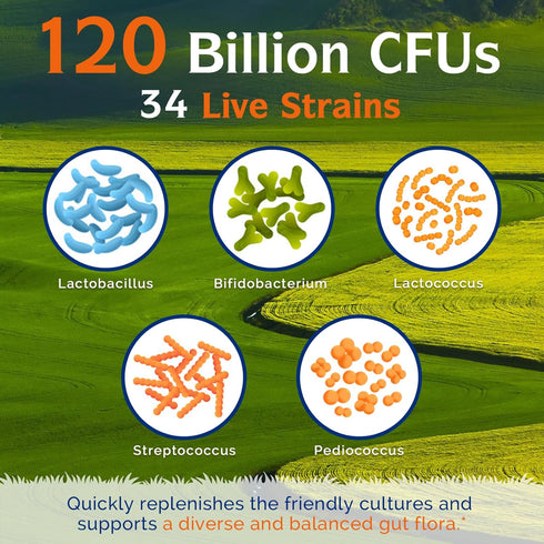 Innate Vitality Probiotics 120 Billion CFUs - 30 Vegan Capsules for Men & Women with Prebiotics & Digestive Enzymes