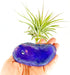 Rock n Air Purple Agate Geode Crystal Air Plant Holder Includes Healthy Air Plant and Gift Box Thoughtful Plant