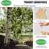 Mini Wooden Spoons Small Tasting Spoons 3" Ice Cream Spoons 100Pcs, Natural Birch Biodegradable Compostable Wooden Cutlery for Parties, Weddings, Camping
