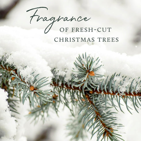 Thymes Dishwashing Liquid, Frasier Fir