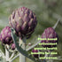 Apigenin 100mg Per Serving - 240 Capsules, Raw Plant Extract from Chamomile Flower, Sleep & Relaxation Supplement
