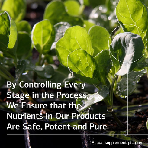 Standard Process Congaplex - Thymus Gland Support Supplement with Immune Health Ingredients