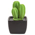 Tri Cactus, Non-Electric Ceramic Diffusers for Essential Oils and Aromatherapy Fragrance, White