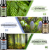 Woody Essential Oils Set - Men Scents Fragrance Oil Aromatherapy Kit for Diffuser (6x10ML)