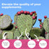 Nopal Cactus Capsules 1500mg, 240 Capsules, Organic Sun-Dried Prickly Pear Cactus Powder for Absorption