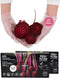 100% Certified Compostable Disposable Gloves S/M/L/XL, Powder & Latex Free, Food Grade Cleaning Germ Protection