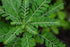 Cedar Bear Chanca Piedra Liquid Herbal Supplement - 1 Fl Oz