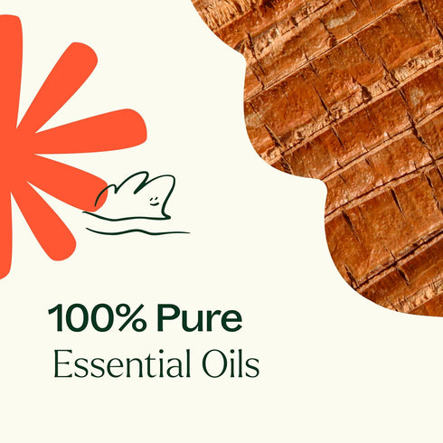 Plant Therapy Chakra 1 Grounded Foundation Essential Oil Blend, Root Chakra, 10 mL (1/3 oz) 100% Pure, Therapeutic Grade