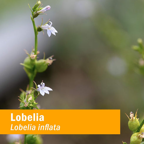 Herb Pharm Certified Organic Lobelia Liquid Extract, 4 Ounce, Musculoskeletal System Support