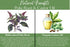 Living Farms Poke Root & Castor Oil Salve - Cysts, Boils, Fibroids, Swollen Lymph Nodes, Breast & Joint - Vegan