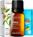 Set Set 2x0.34 oz Cistus & Wintergreen Essential Oil - Aromatherapy Grade Essential Oils - fl - Gya Labs