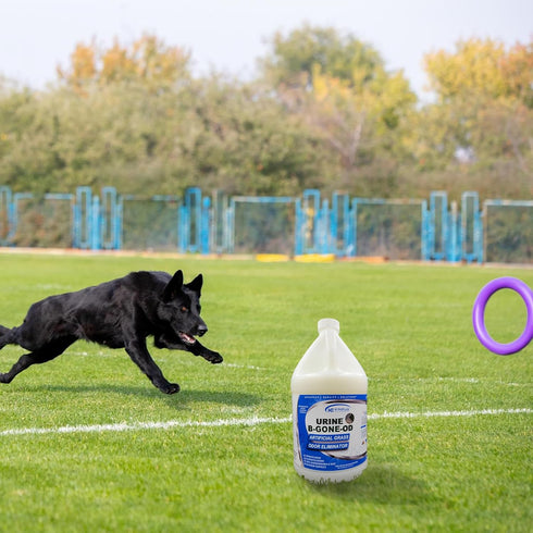 URINE-B-GONE-OD | Turf, Patio & Outdoor Urine Enzyme Odor Eliminator - 32 oz with Hose Connect Sprayer