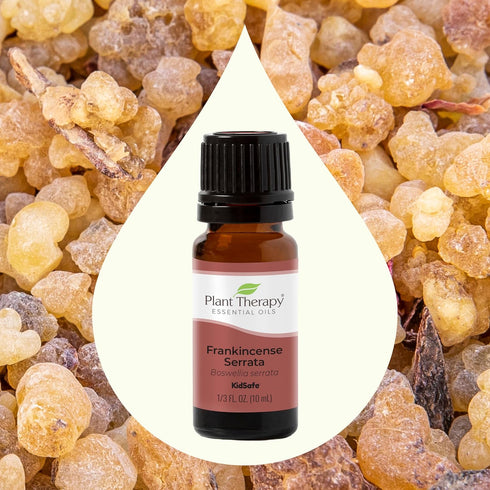 Plant Therapy Frankincense Serrata Essential Oil 10 mL (1/3 oz), 100% Pure, Natural Aromatherapy