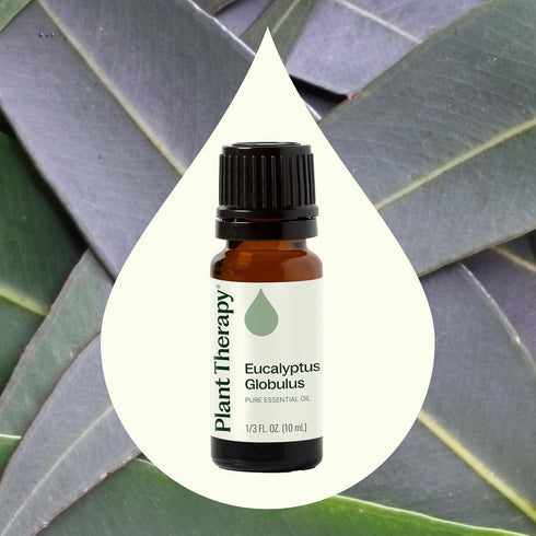Plant Therapy Eucalyptus Globulus Essential Oil, 10 mL (1/3 oz) for Diffuser, Skin, Hair, Aromatherapy