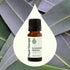 Plant Therapy Eucalyptus Globulus Essential Oil, 10 mL (1/3 oz) for Diffuser, Skin, Hair, Aromatherapy