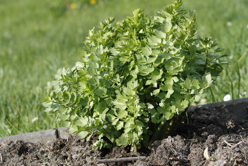 Health Embassy Lovage Leaf | Levisticum Officinale L | 100% Natural (50g)
