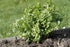 Health Embassy Lovage Leaf | Levisticum Officinale L | 100% Natural (50g)