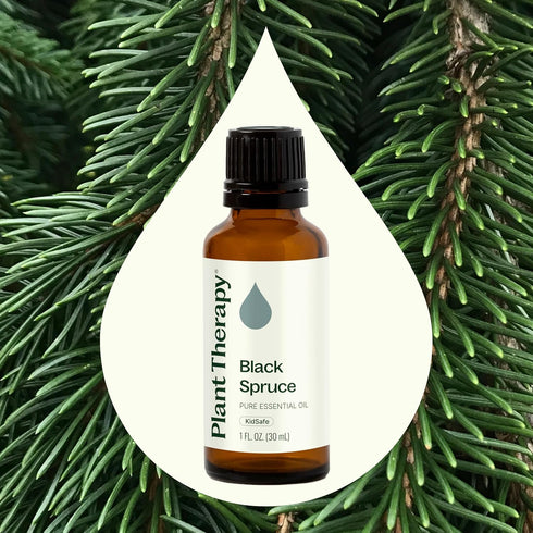 Plant Therapy Black Spruce Essential Oil, 30 mL (1 oz), 100% Pure, Undiluted, Therapeutic Grade