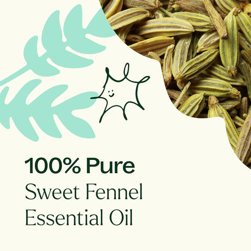 Plant Therapy Sweet Fennel Essential Oil 10 mL (1/3 oz), 100% Pure, Undiluted, Therapeutic Grade