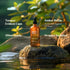 Lagunamoon Australian Tea Tree Essential Oil (150ml) - XXL Bottle for Candle Making & Aromatherapy
