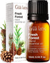 Set Set 2x0.34 oz Fresh Forest Essential Oil Blend Diffuser & Brain Booster Essential Oils for Diffuser - Aromatherapy