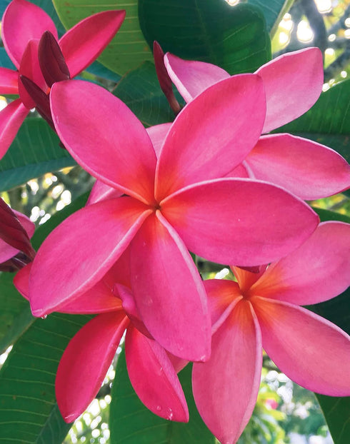Island Soap and Candle Works Plumeria Blossom Scented Body Lotion, 8.5 Fl Oz for Men and Women