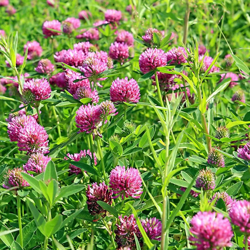 Earthborn Elements Red Clover | 200 Capsules | Pure & Undiluted