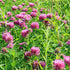 Earthborn Elements Red Clover | 200 Capsules | Pure & Undiluted