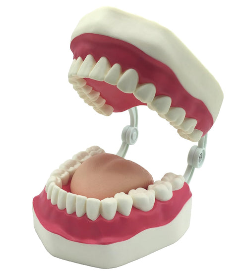 Dental Teeth Care Model with Toothbrush, 32 Teeth, Kouber Human Anatomical Model, 4"x 5"x 7"