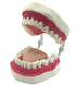 Dental Teeth Care Model with Toothbrush, 32 Teeth, Kouber Human Anatomical Model, 4"x 5"x 7"