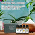 Set-Essential Essential Oils Oils- Perfect for Diffuser,Candle Making,Soap Making -Eucalyptus, Lavender,Cedarwood