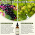 Yakucho 2 Oz (60ML) Poke Root Castor Oil Organic - Fl - Lymphatic Support Massage Liquid, Natural Deep Tissue Relief
