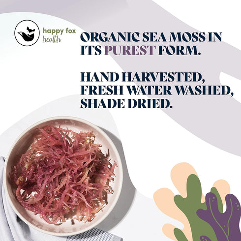 HAPPY FOX Organic Sea Moss Raw Purple - Makes 75oz of Seamoss Gel, Certified Non-GMO, Wildcrafted Superfood - 100 gram