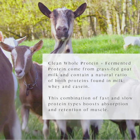 Clean Whole Protein + Fermented Protein - Easy to Digest Whey and Casein Protein from Grass-Fed Goats, 20 G Protein per