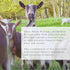 Clean Whole Protein + Fermented Protein - Easy to Digest Whey and Casein Protein from Grass-Fed Goats, 20 G Protein per