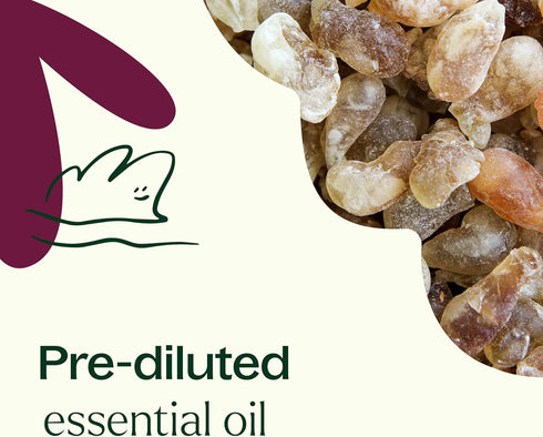 Plant Therapy Frankincense Carterii Essential Oil, 100% Pure, Pre-Diluted Roll-On, Therapeutic Grade, 10 mL (1/3 oz)