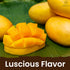 Set Pack 3 1.69 OZ x3 Dude's Love Luscious Flavored Massage Oil - of - Organic - Chocolate, Apple Cinnamon, Mango