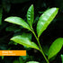 Herb Pharm Green Tea Extract 1 oz Liquid