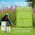 Immune 1 Oz 30 Ml Naturments Oregano Oil Drops for Support & Gut Health. Vegan, Non-GMO, Sugar Free & Gluten Free