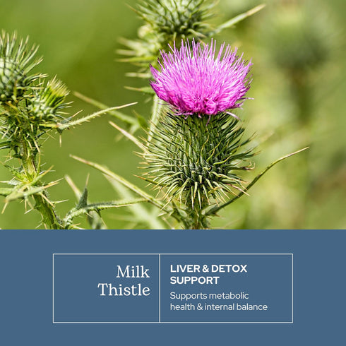 Premium Freeze Dried Milk Thistle Capsules, Eclectic Herb, Liver Support, 120 CT, 600 mg