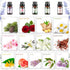 Set, (26 5ml) Essential Oils Aromatherapy Essential Oil Kit for Diffuser, Massage, Skin Care x - Eucalyptus, Lavender